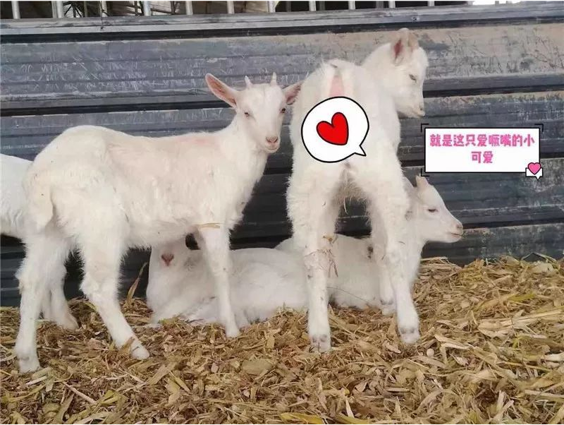 1577169906218723.png 图片.png