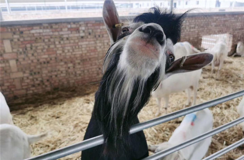 1597920251494133.jpg 图片9.jpg