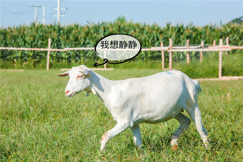 1599904196185036.jpg 图片10.jpg