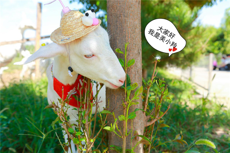 1599904204343651.jpg 图片11.jpg