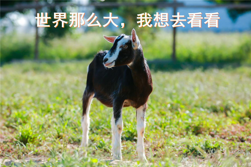 1599904279121900.jpg 图片8.jpg