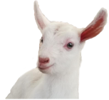 1617790550727108 1617790550727108